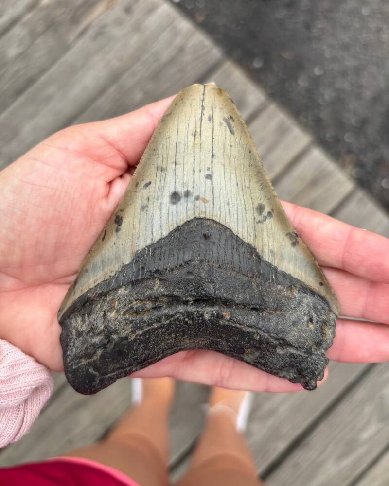 11 Year Old Finds Megalodon Tooth