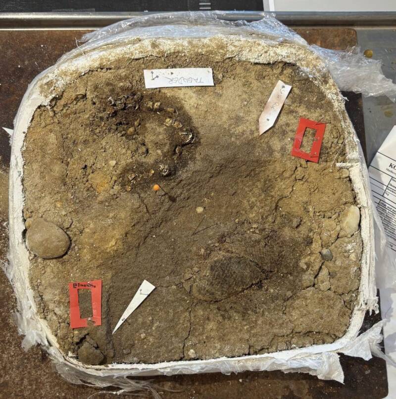 Danish Viking Girl Burial