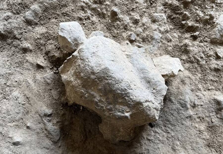 Turtle Sculptures Found In Ice Age Cave