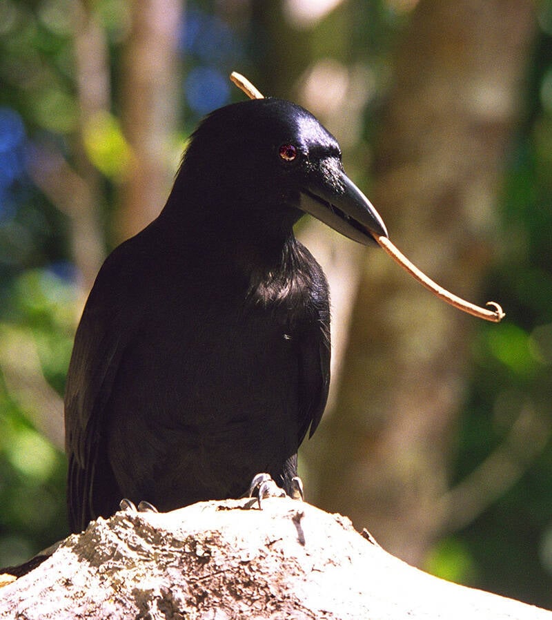 New Caledonian Crow Using A Tool
