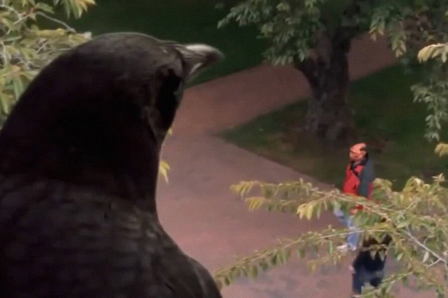 Crow Looking Down At Person Wearing Mask