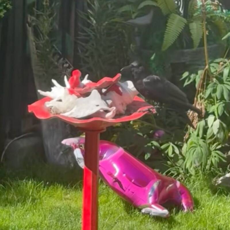 Crow Sitting On A Bird Feeder