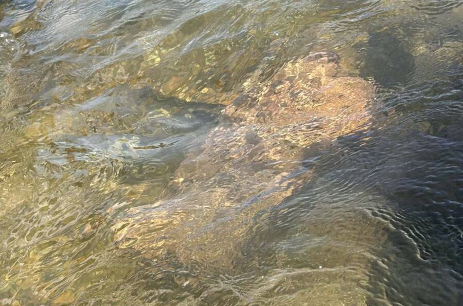 Danube River Drought Reveals Roman Altar