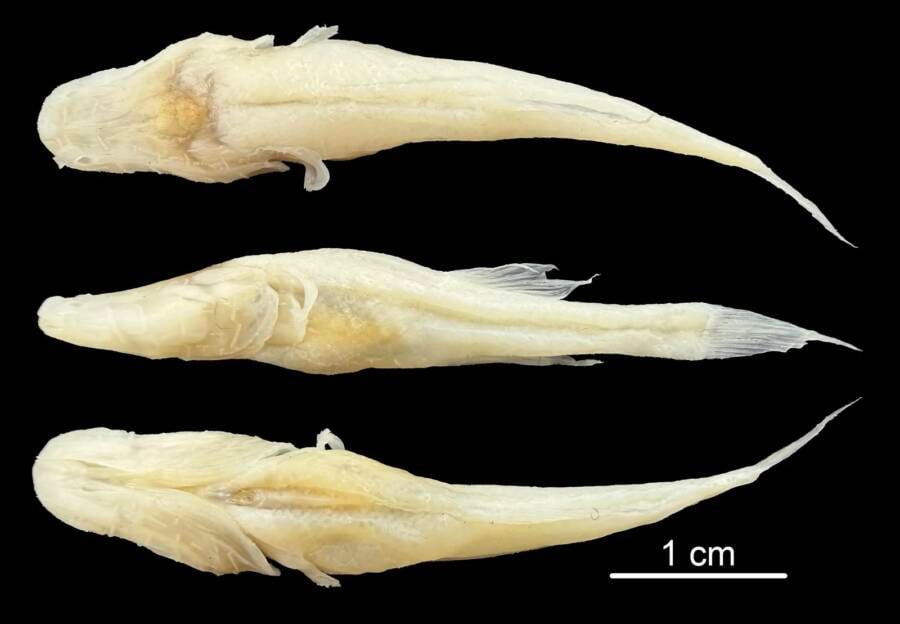 Demogorgonichthys Arcanus Found In Alabama Cave