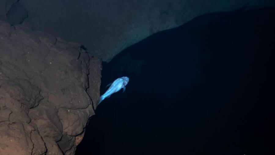 Demon Cavefish Found In Alabama