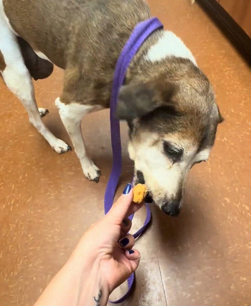 Dog Eating A Treat