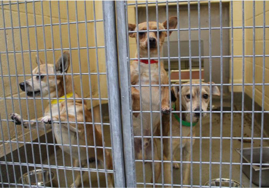 Dogs In An Animal Shelter