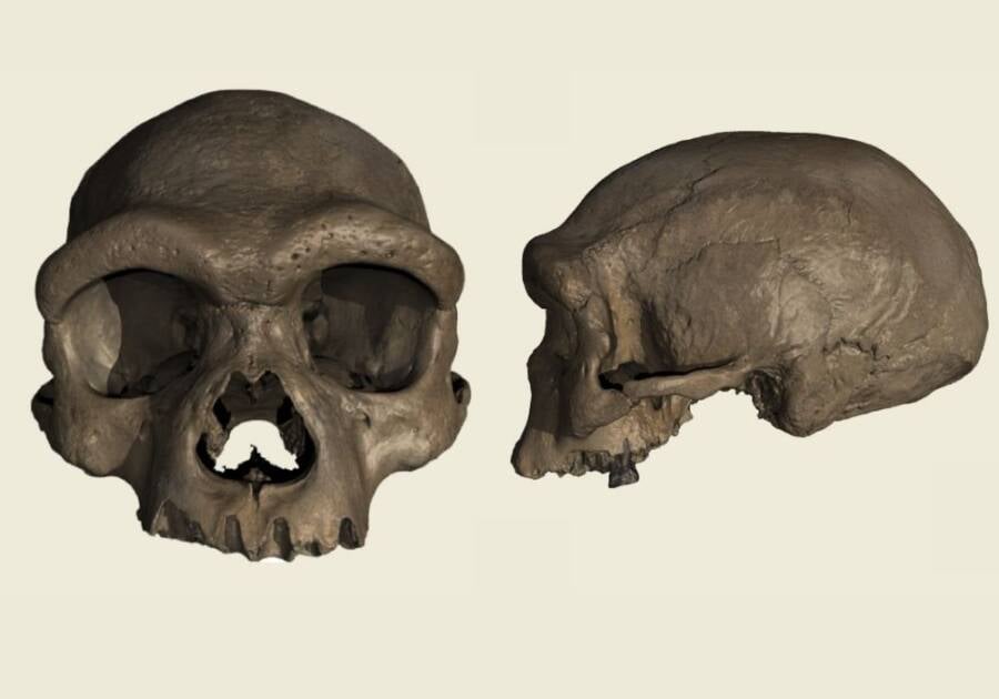 Dragon Man Cranium