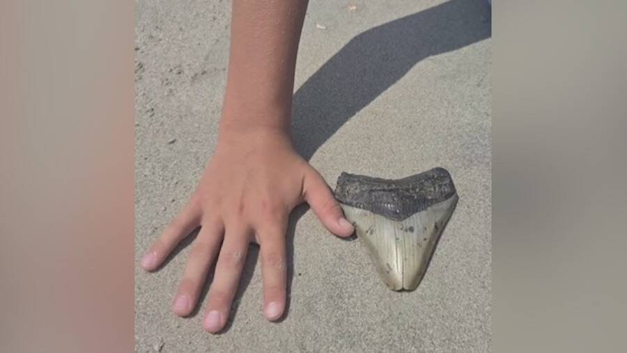 Father Son Duo Find Megalodon Tooth