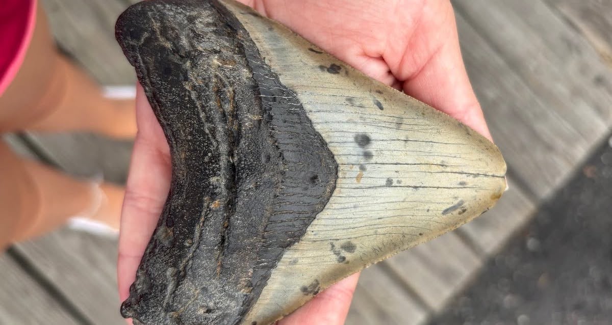 An 11-Year-Old And His Dad Just Found A Prehistoric Megalodon Tooth On A New Jersey Beach