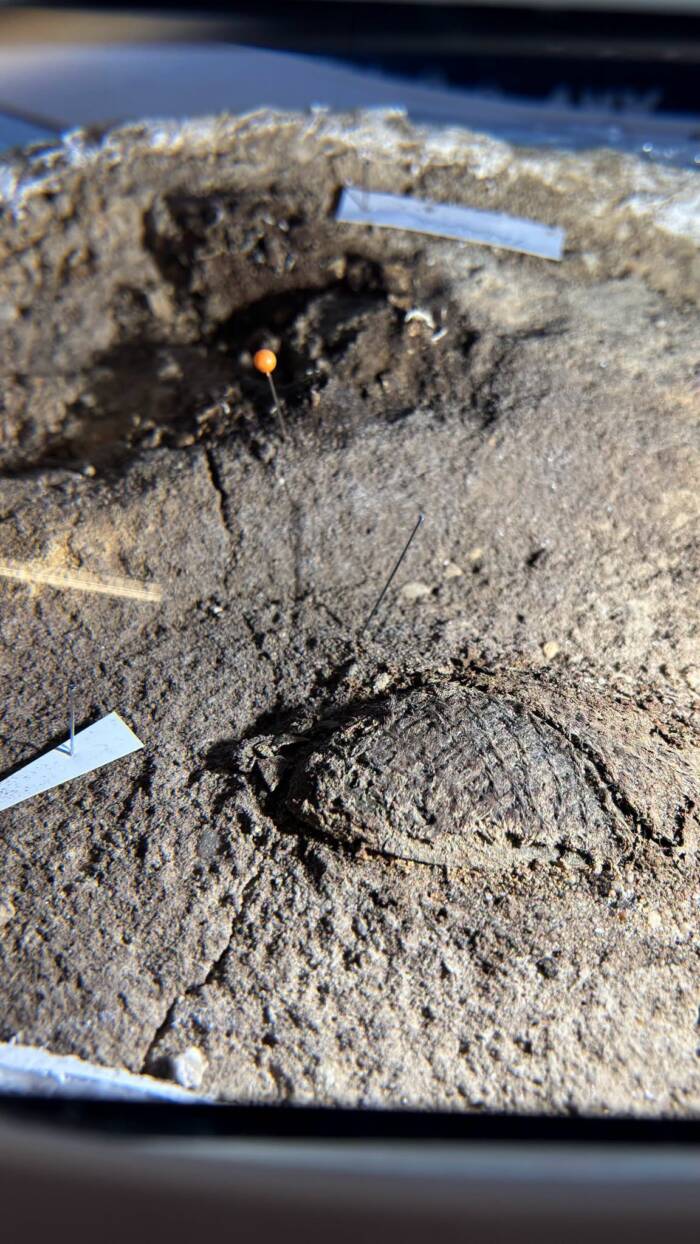 Grave Of Viking Girl Found With Brooches