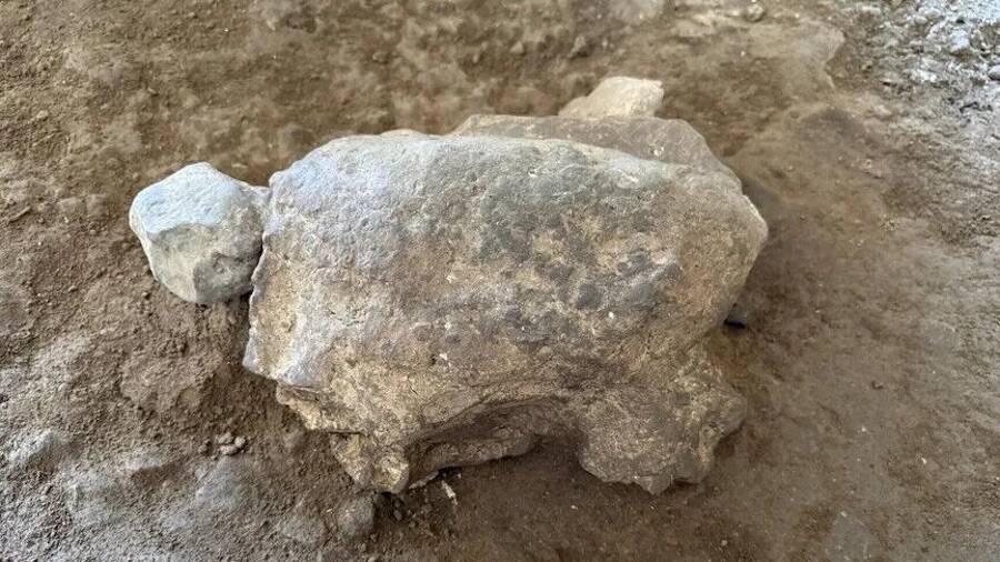 Ice Age Turtle Figurines Found In Turkey