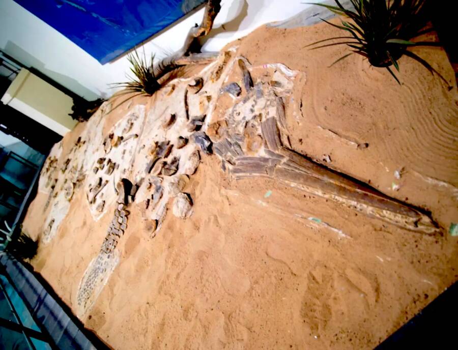 Cretaceous Ichthyosaur Fossil Found In Australia