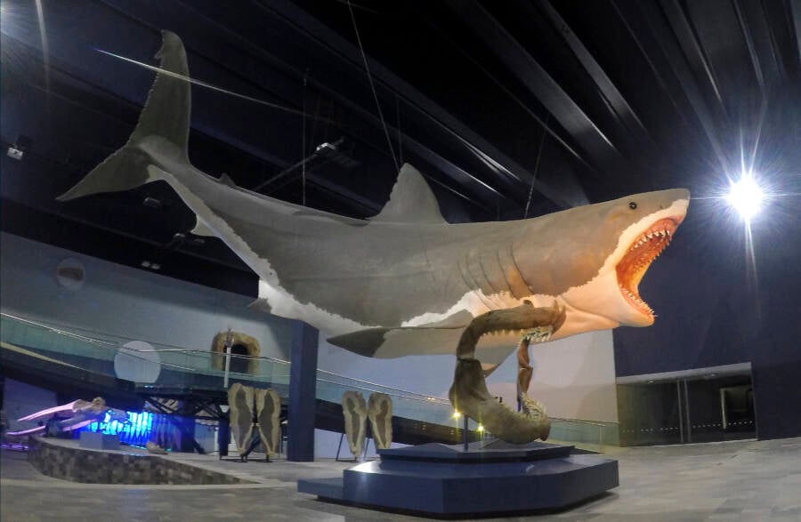 Megalodon