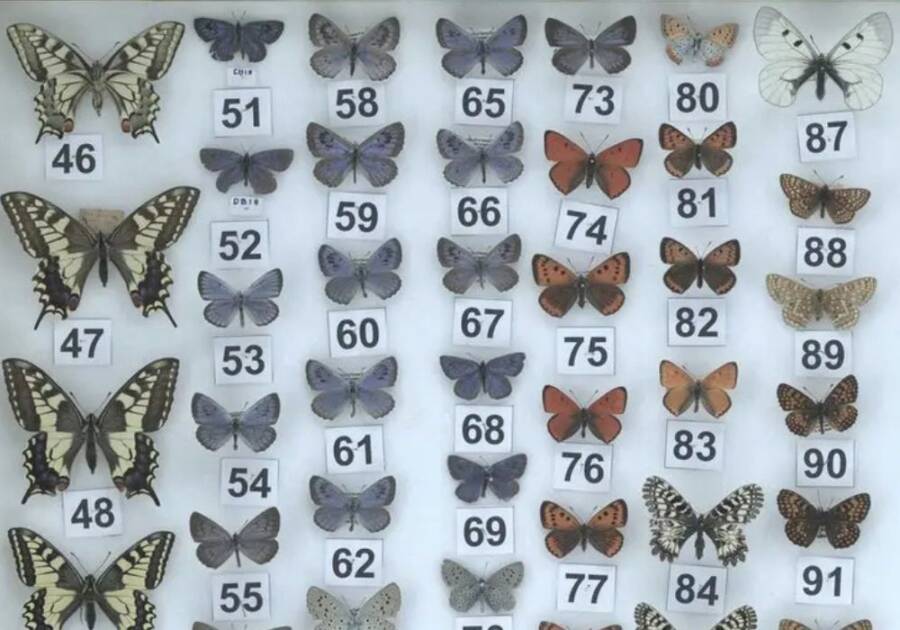 Mounted Butterflies