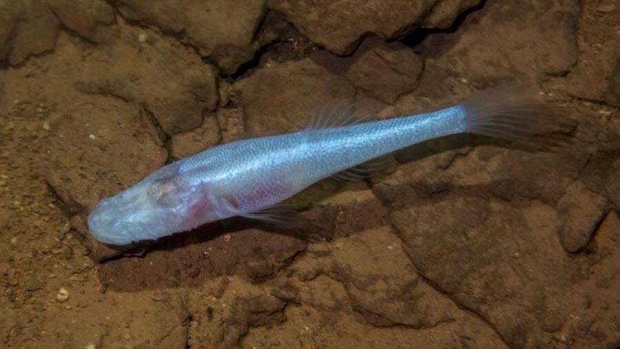 Demon Cavefish Species Discovered