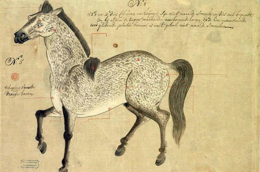 Persian Horse