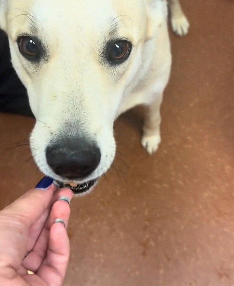 Shelter Dog Before Euthanization
