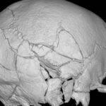 167 Fractures and a Castle Siege: A Skeleton That May Mark the First Kill of a Super-Trebuchet