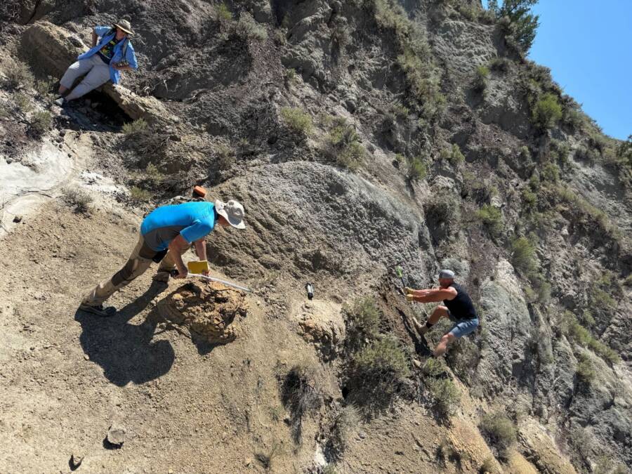 T Rex Trackway Found In North Dakota Badlands
