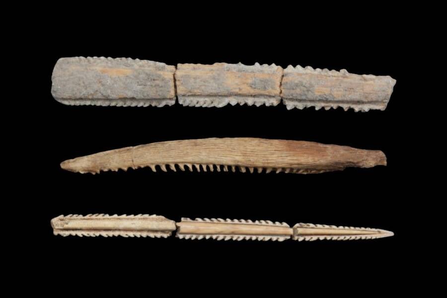 Stingray Barbs For Maya Bloodletting