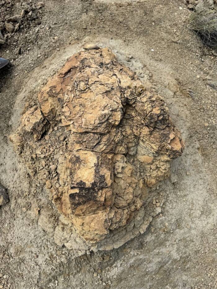 T Rex Footprint In Hell Creek Formation